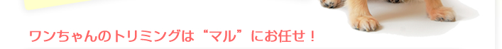ワンちゃんのトリミングは　“マル” にお任せ！